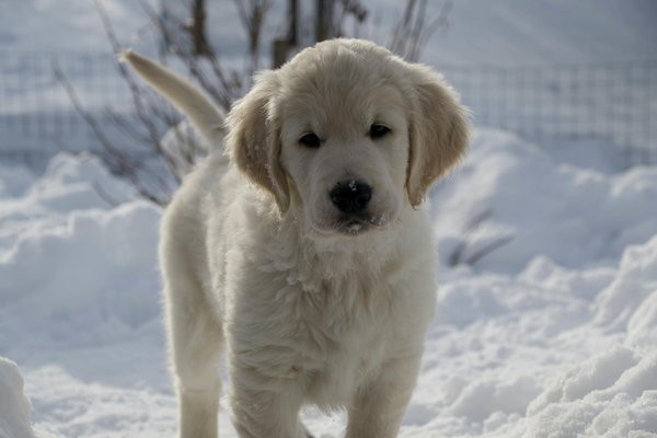 Welche Hausmittel helfen bei der Fellpflege von Katzen?