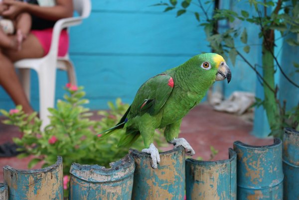 Wie kann man die Bindung zwischen Katzen und anderen Haustieren verbessern?
