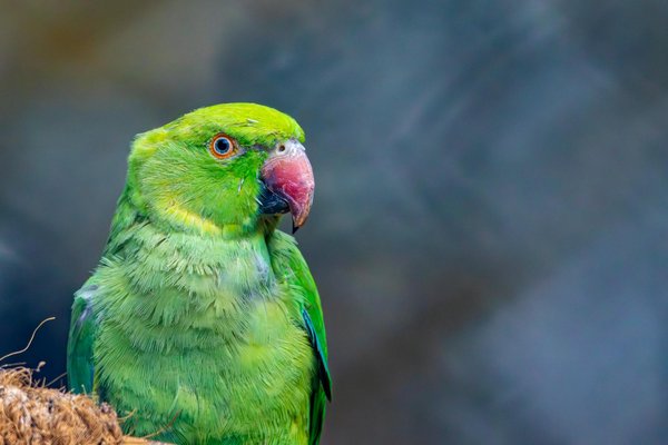 Wie konkurrieren Tiere um Ressourcen mit anderen Arten?